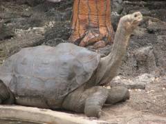 photo for Lonesome George, Lonesome No More
