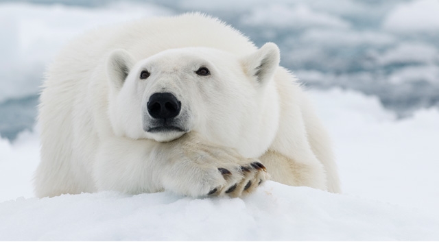 SCB releases recommendations for second Obama term; urges top priority for climate change