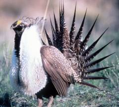 photo for Scientists Propose National Conservation Support Network