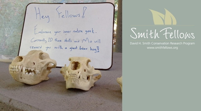 Become a Smith Fellow, identify these skulls, and get a hug!  Click here to apply for a 2014 Fellowship.